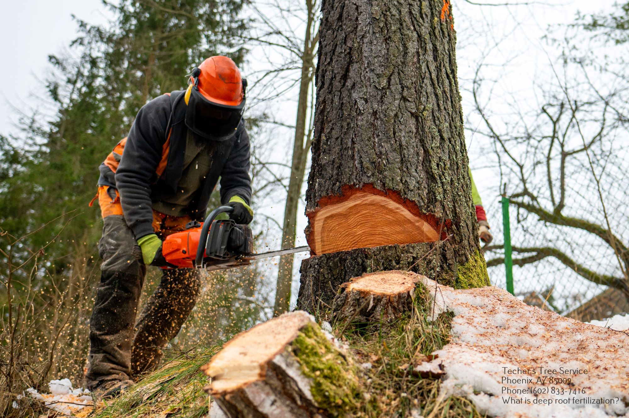 Local Tree Service Phoenix AZ