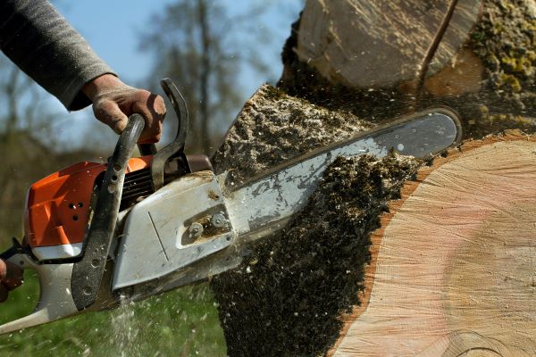 Local Tree Service In Phoenix Az