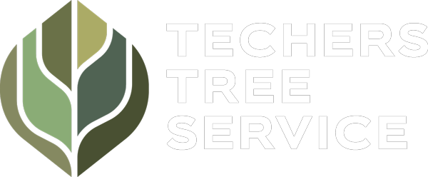 Tree Service in Phoenix AZ from Techer's Tree Service