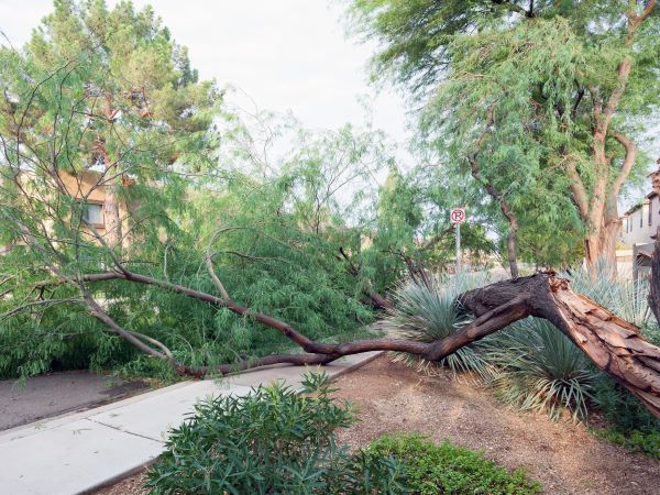 Tree Care In Phoenix Az