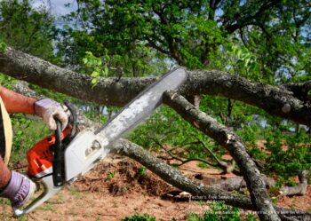 Tree Service Company Phoenix AZ