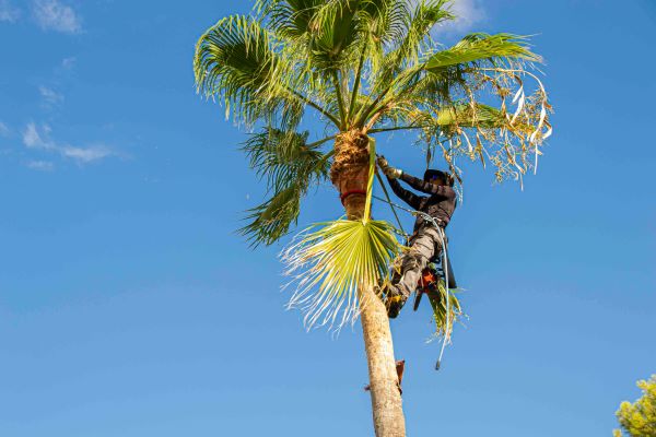 Tree Service Company In Phoenix Az