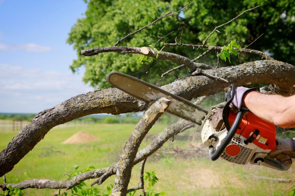 Tree Service Near Me In Phoenix Az