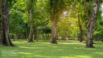 Tree Service Phoenix