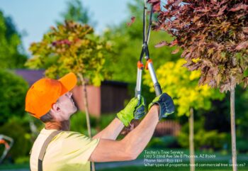 Tree Service Phoenix AZ