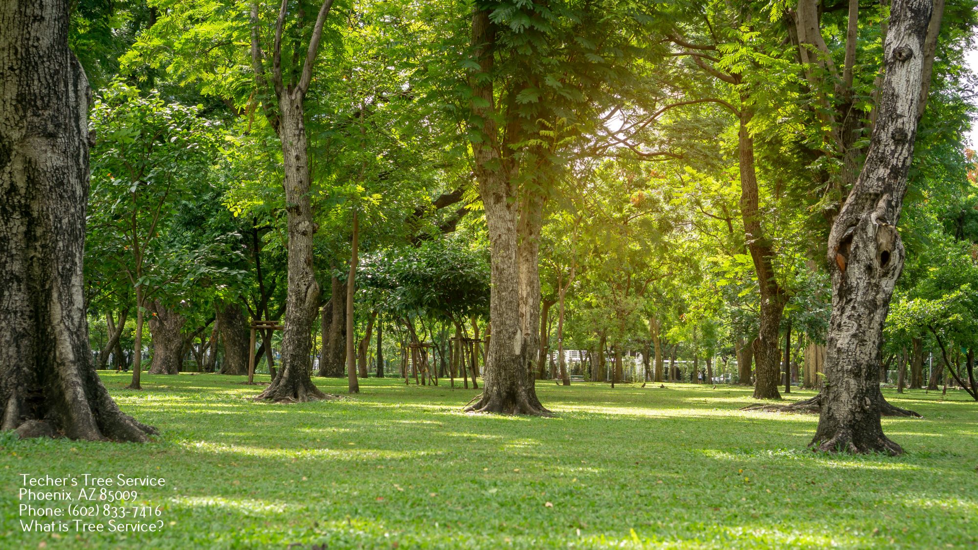 Tree Service Phoenix
