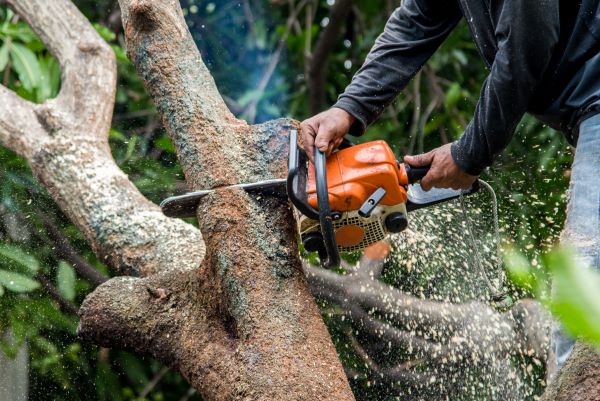Tree Service In Phoenix Az