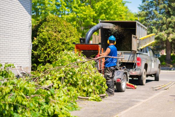 Tree Service in Phoenix