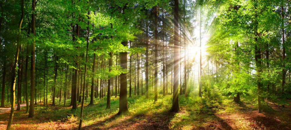 Your Local Commercial Tree Services Company