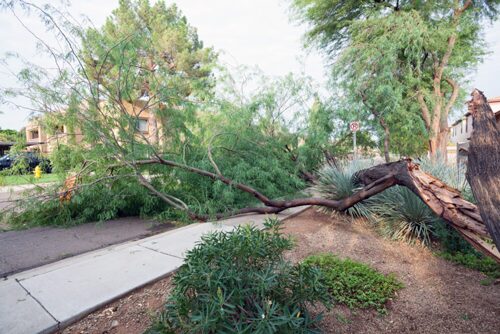 tree removal services in AZ