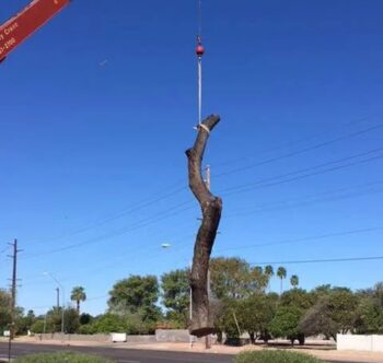 Commercial Tree Services Phoenix AZ