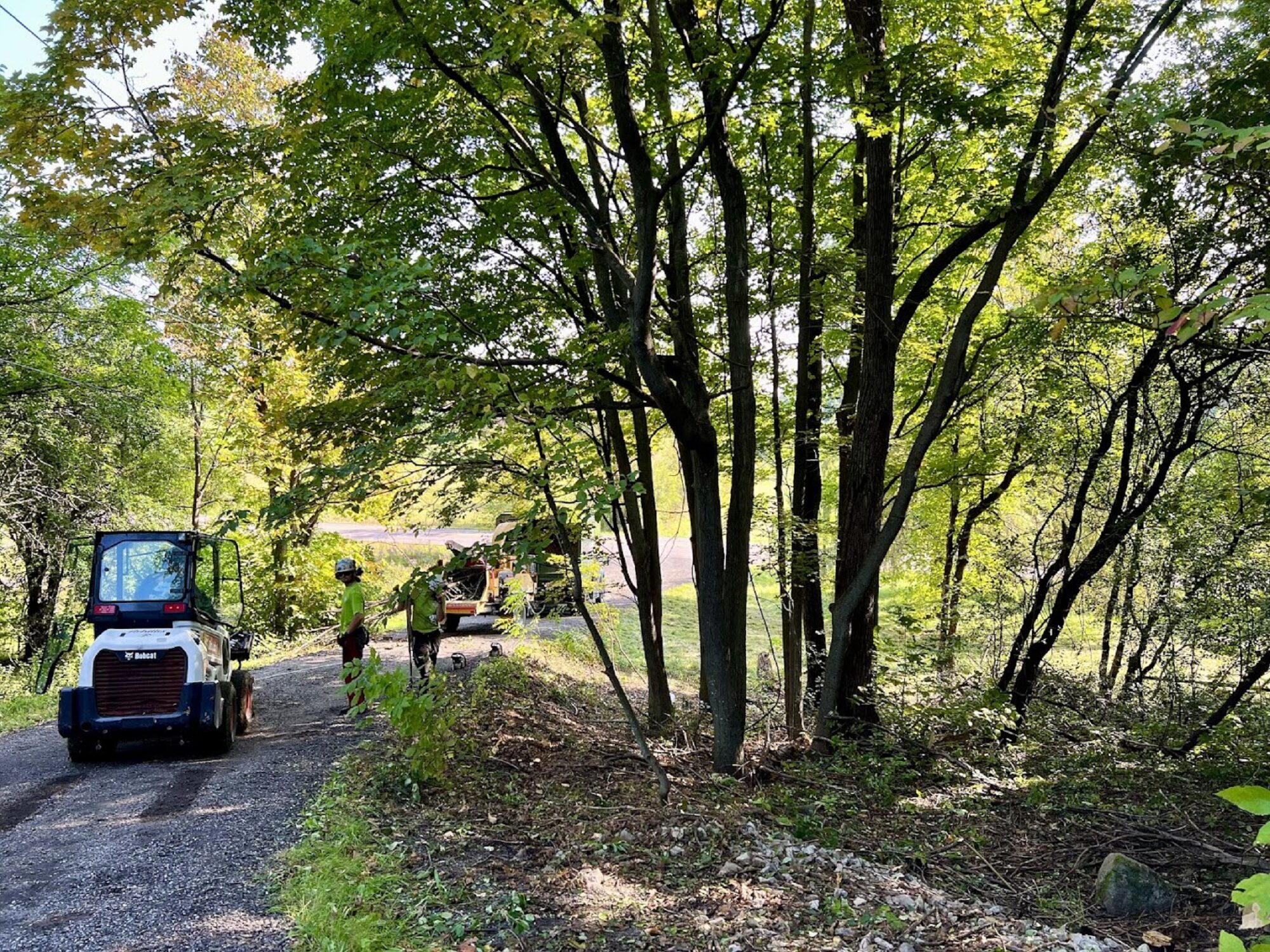 Commercial Tree Services In Phoenix