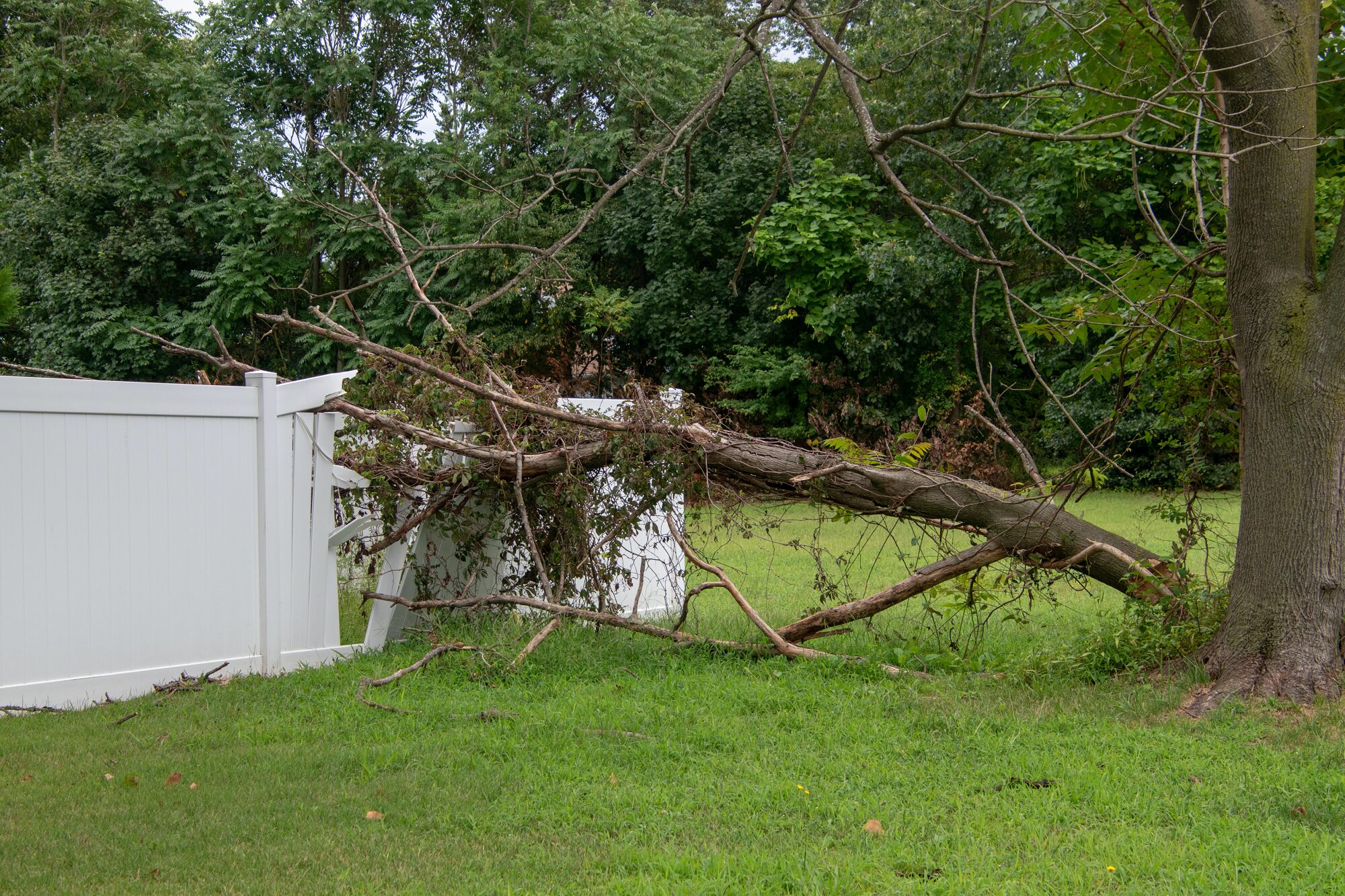 Commercial Tree Services In Phoenix