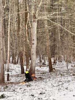 Commercial Tree Services near me Phoenix AZ