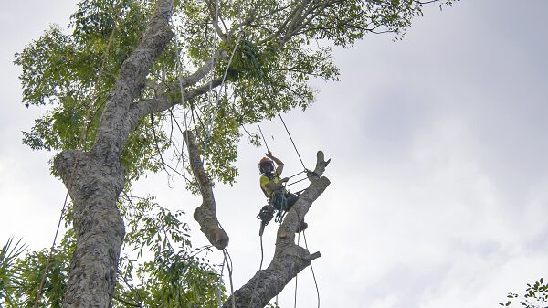 Commercial Tree Services near me in Phoenix
