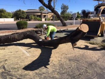 Commercial Tree Services Phoenix AZ