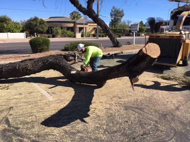 Commercial Tree Services Phoenix AZ
