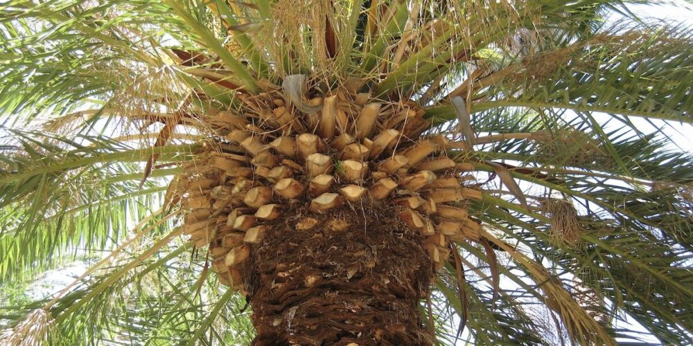 How to Protect Your Trees from Late Summer Heat Stress in Phoenix ...