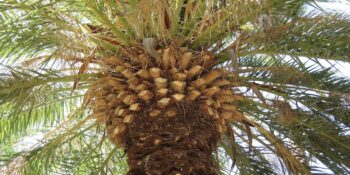 Commercial Tree Service Phoenix AZ