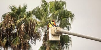 Commercial Tree Service Phoenix AZ