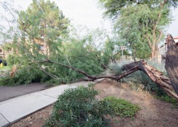 Commercial Tree Service In Phoenix