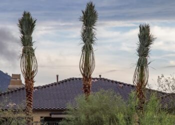 Commercial Tree Service In Phoenix AZ