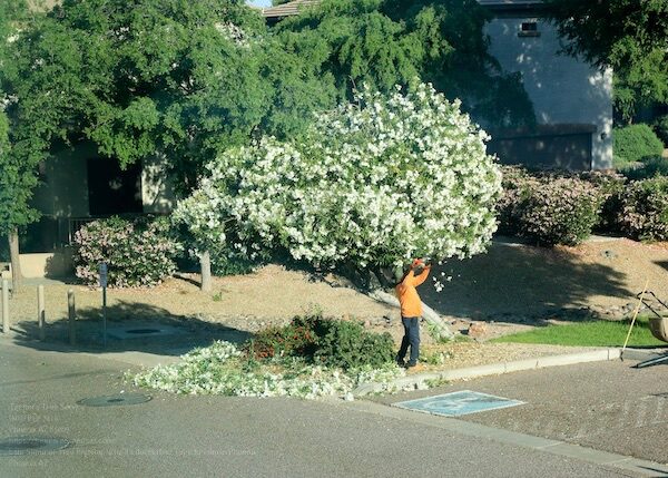 Commercial Tree Service Near Me Phoenix Az