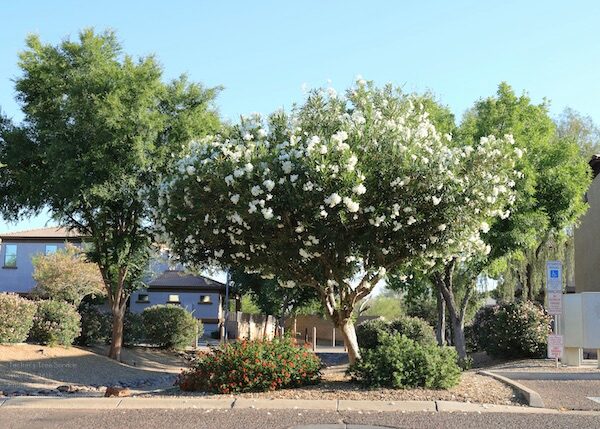 Commercial Tree Service Near Me In Phoenix