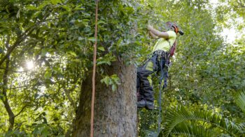 Commercial Tree Services