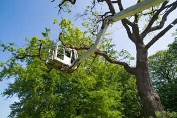 Commercial Tree Services