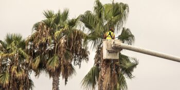 Commercial Tree Services Arizona