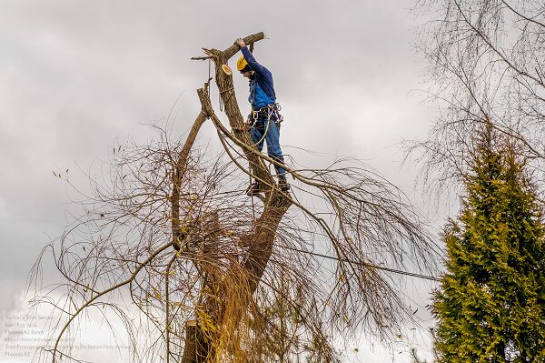 Commercial Tree Services Near Me In Phoenix