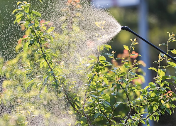 Commercial Tree Service Phoenix AZ