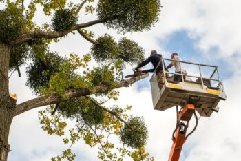Tree Care Phoenix Az