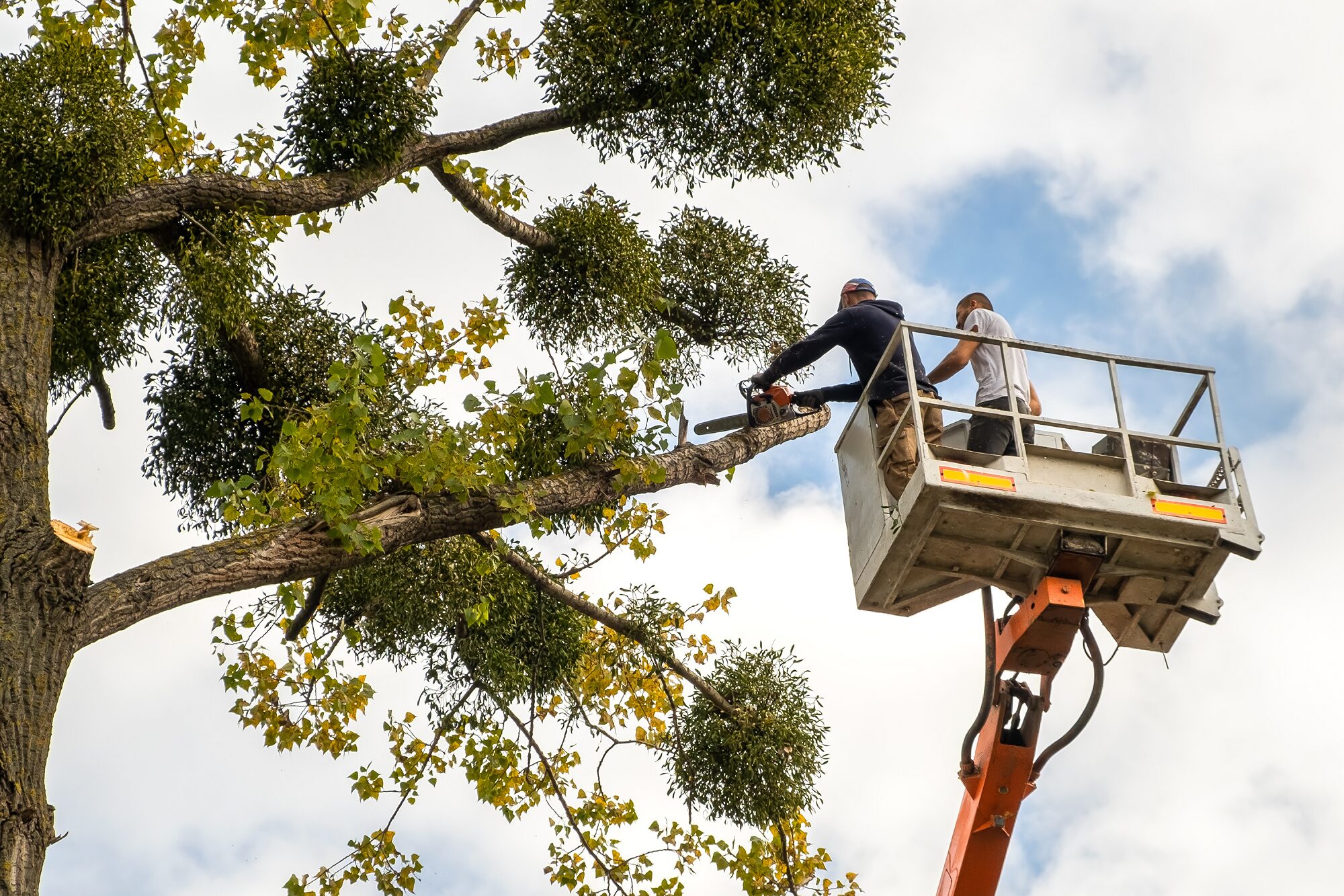 Tree Care Phoenix Az