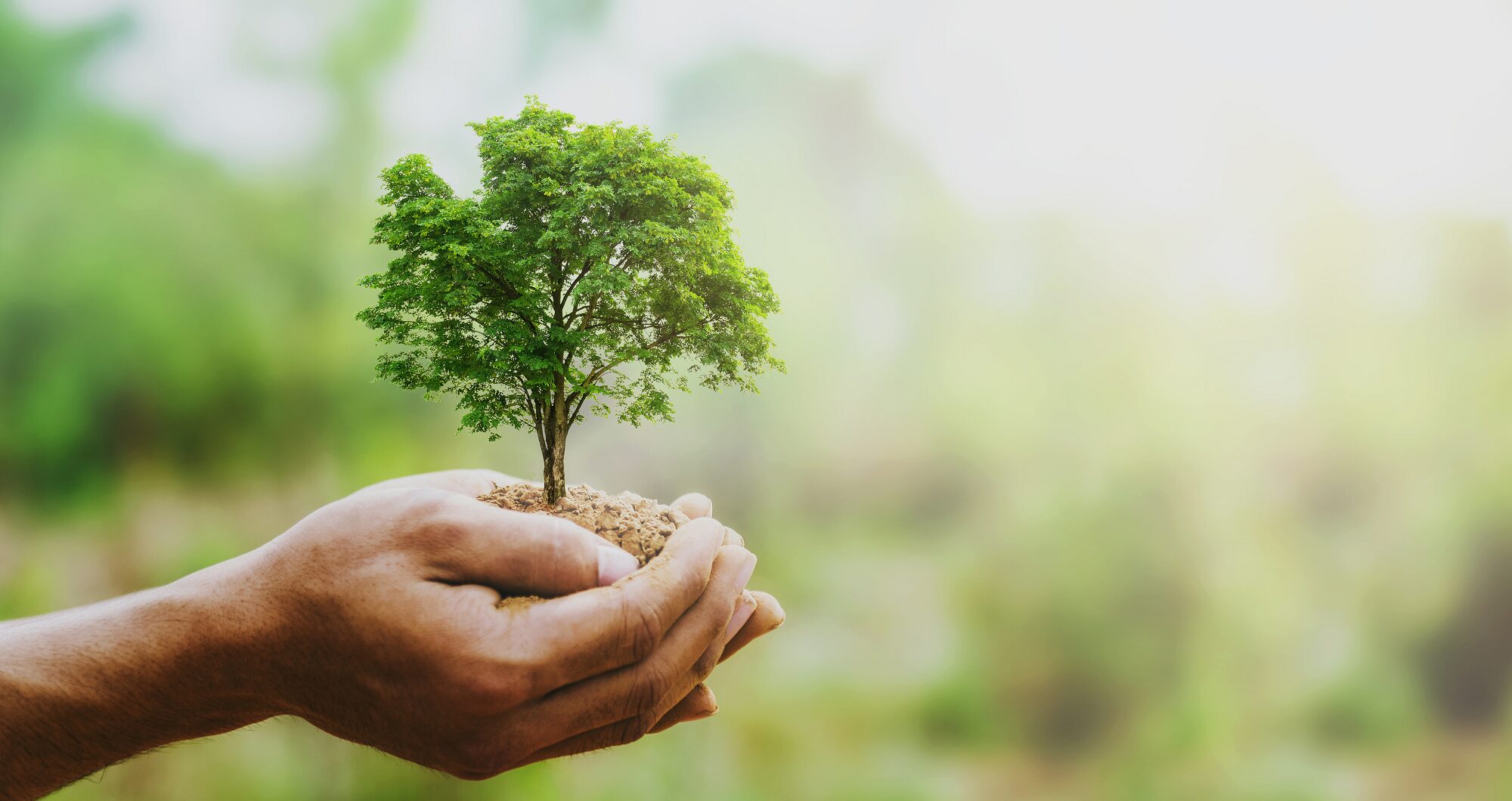 Tree Care in Phoenix AZ