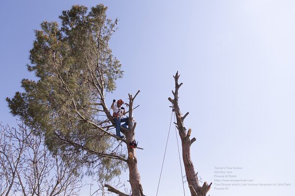 Tree Care Near Me Phoenix Az