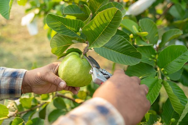 Tree Care Near Me Phoenix
