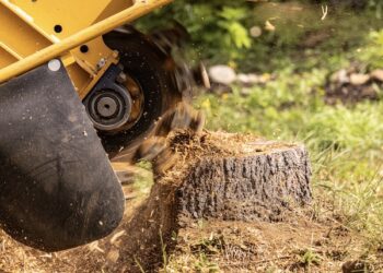 Tree Removal Phoenix AZ