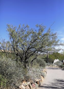 Tree Trimming Phoenix AZ