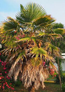 Tree Trimming Near Me Phoenix Az