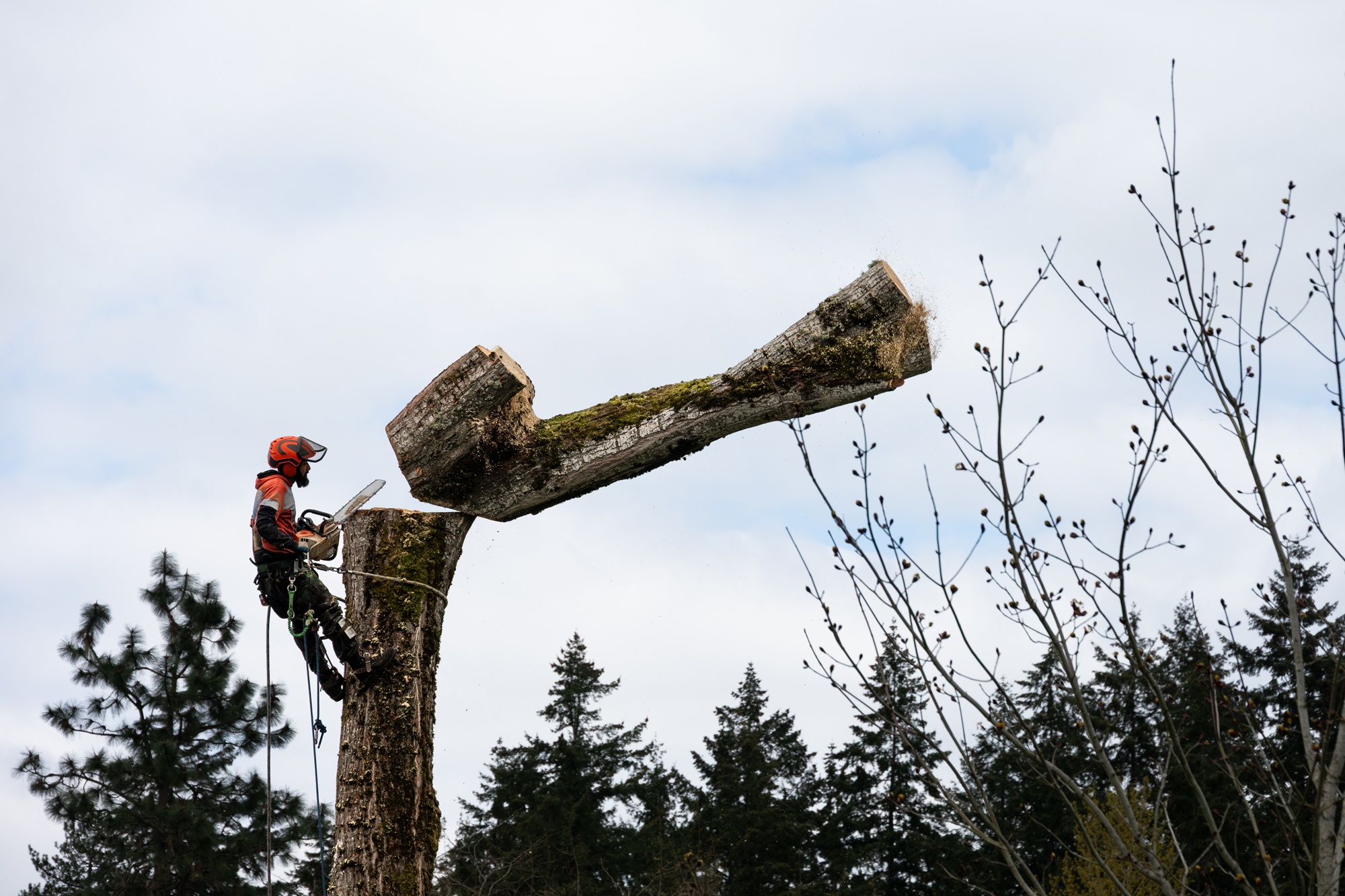 Commercial Tree Service Phoenix AZ