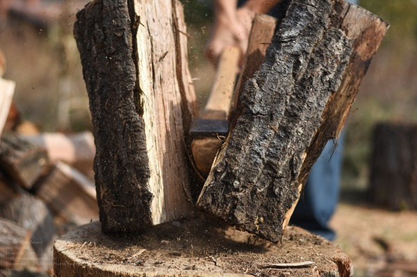 Commercial Tree Service near me Phoenix AZ