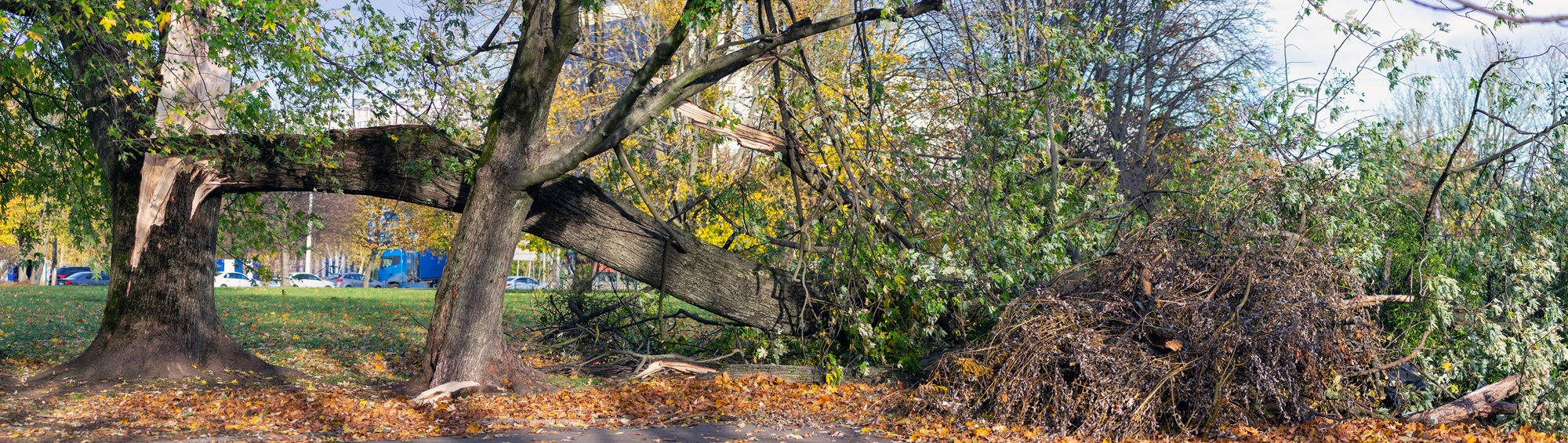 Tree Removal Phoenix AZ
