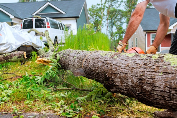 Tree Removal near me Phoenix AZ