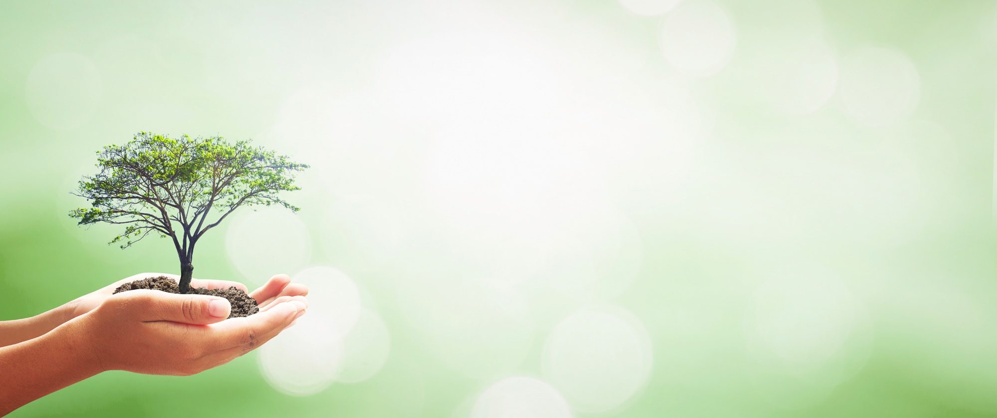 Tree Service Phoenix AZ