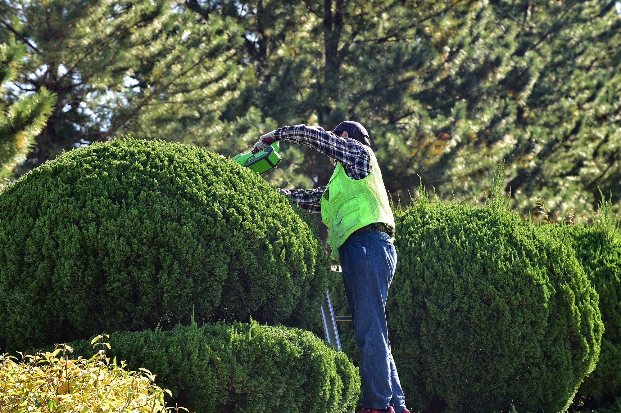 tree trimming phoenix AZ