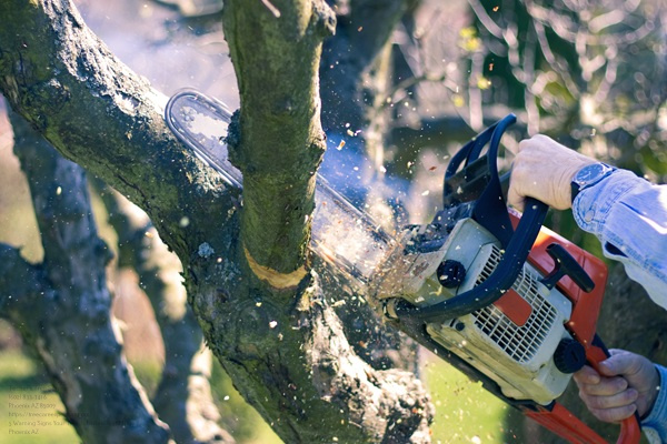 Man Cuts Tree Branches With A Chainsaw, Felling A Tree In The Ga