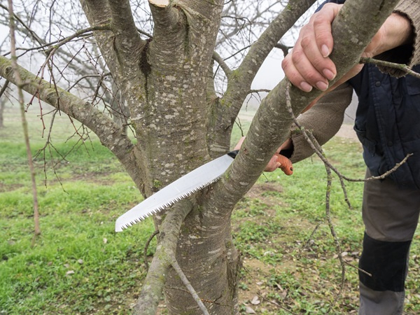 Gardener Pruning Apple Tree Branches With Pruning Saw