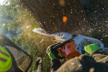 commercial tree service Phoenix AZ